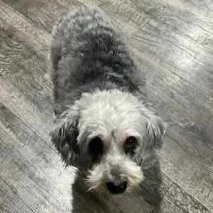 Frankie, Adoptable, Senior Male Maltese.