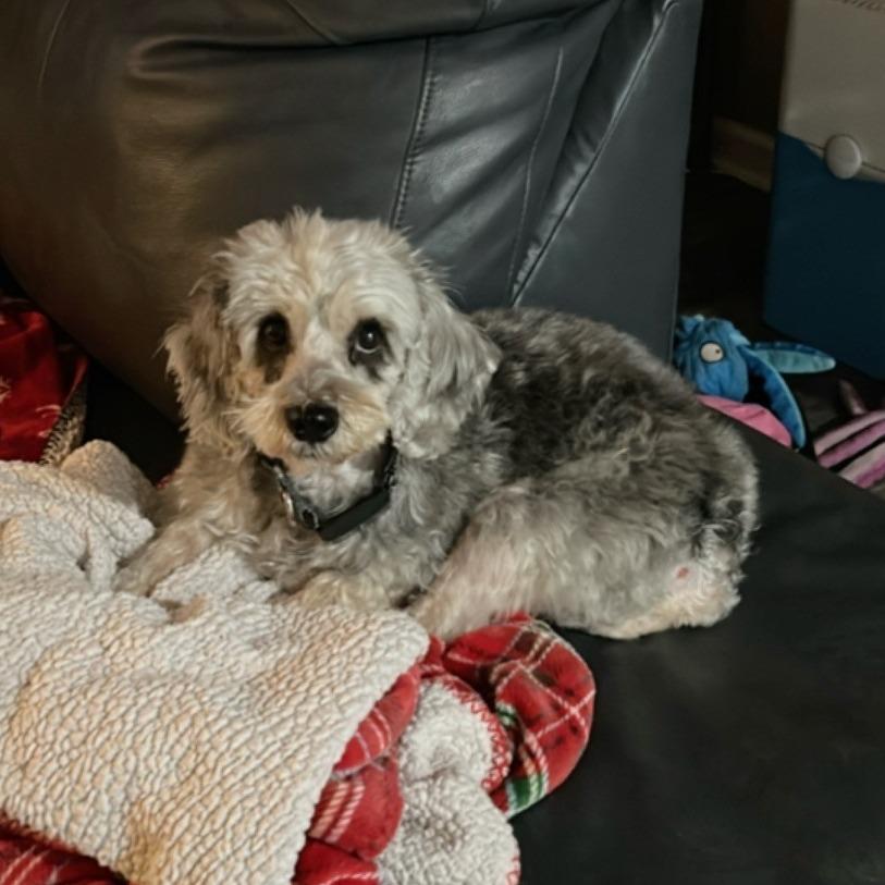 Enlarge Frankie, a Adoptable Maltese in Kansas City, MO image 2/3