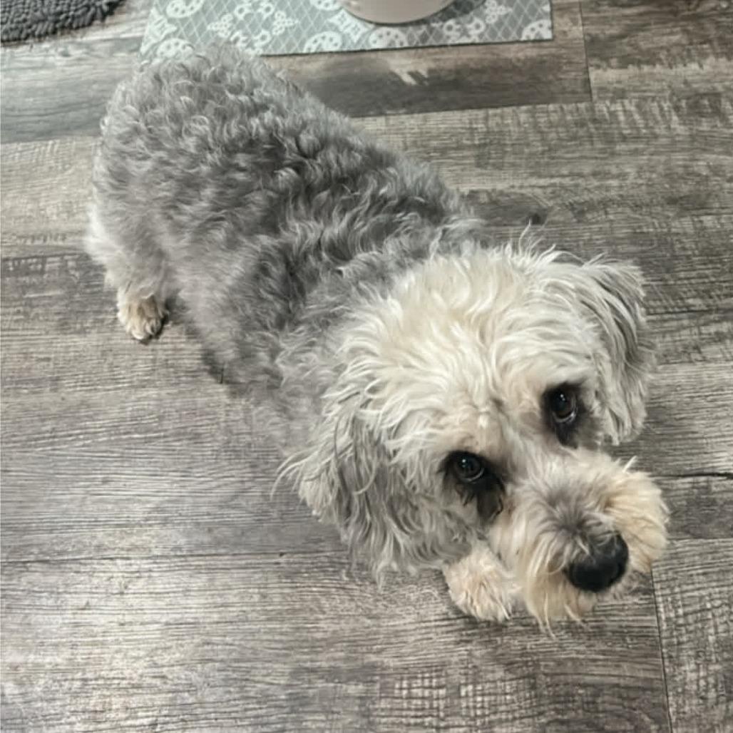 Enlarge Frankie, a Adoptable Maltese in Kansas City, MO image 3/3