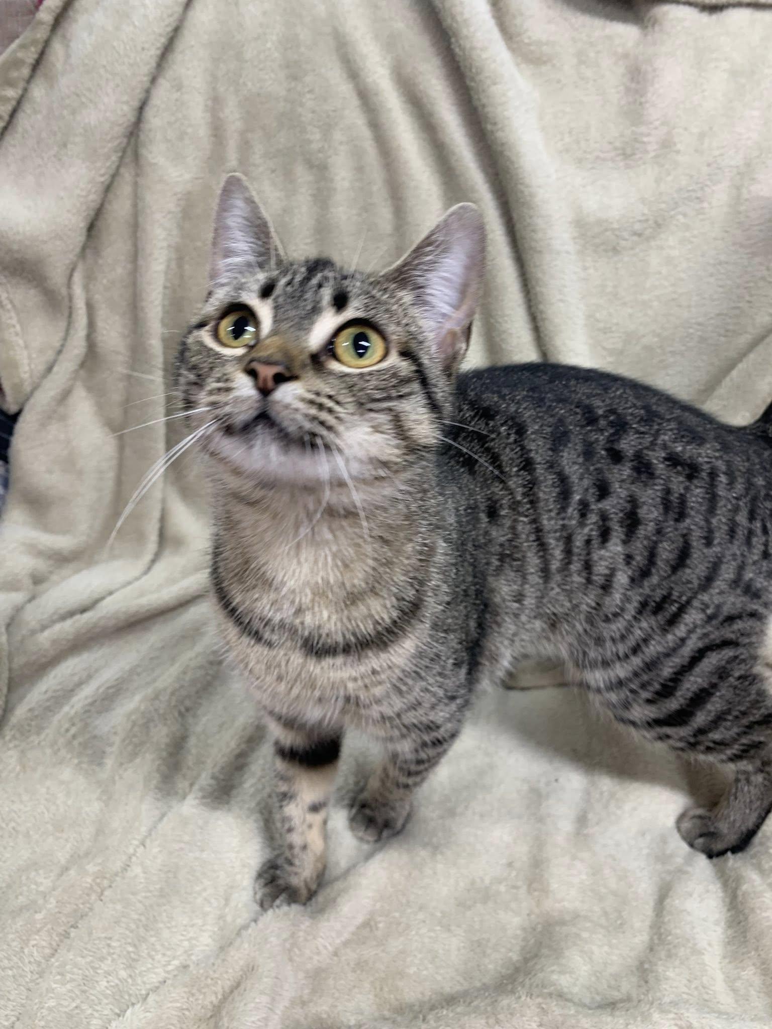Enlarge Prrtricia, a Adoptable Domestic Short Hair in Fairfield, IL image 1/1