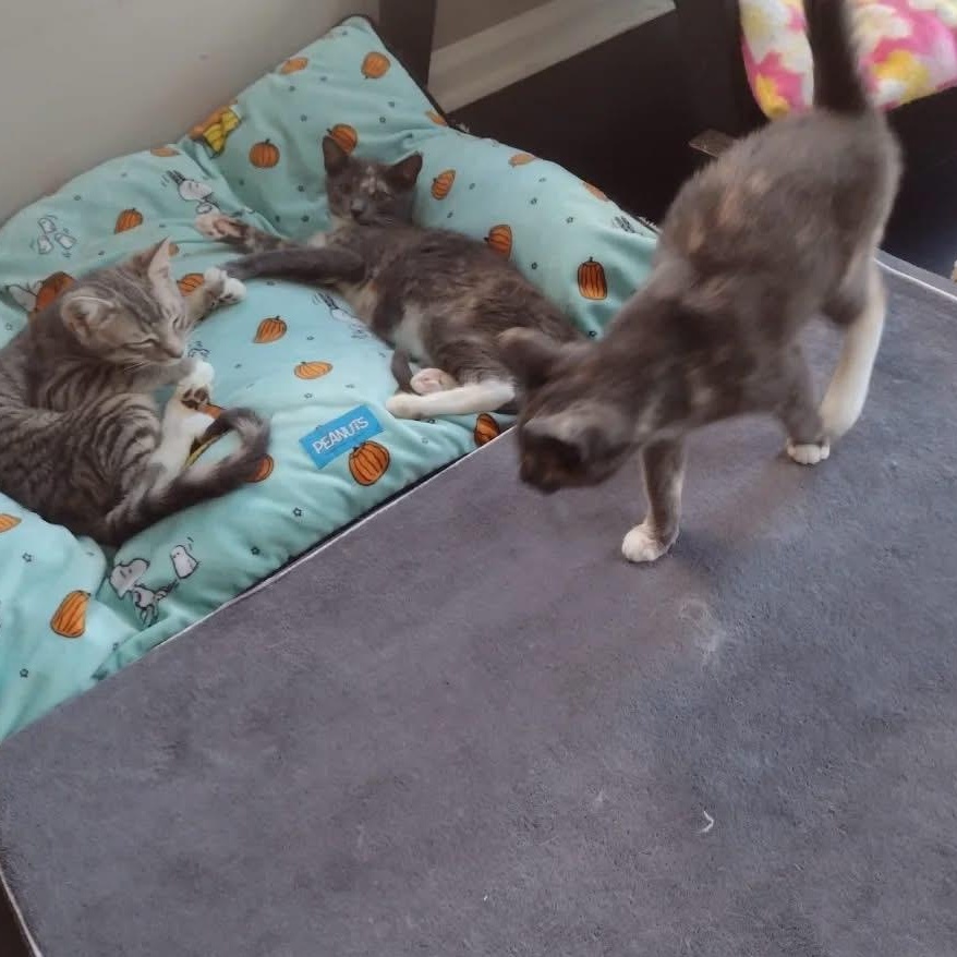 Enlarge Juliana, a Adopted Domestic Short Hair in Bridgewater, NJ image 4/5