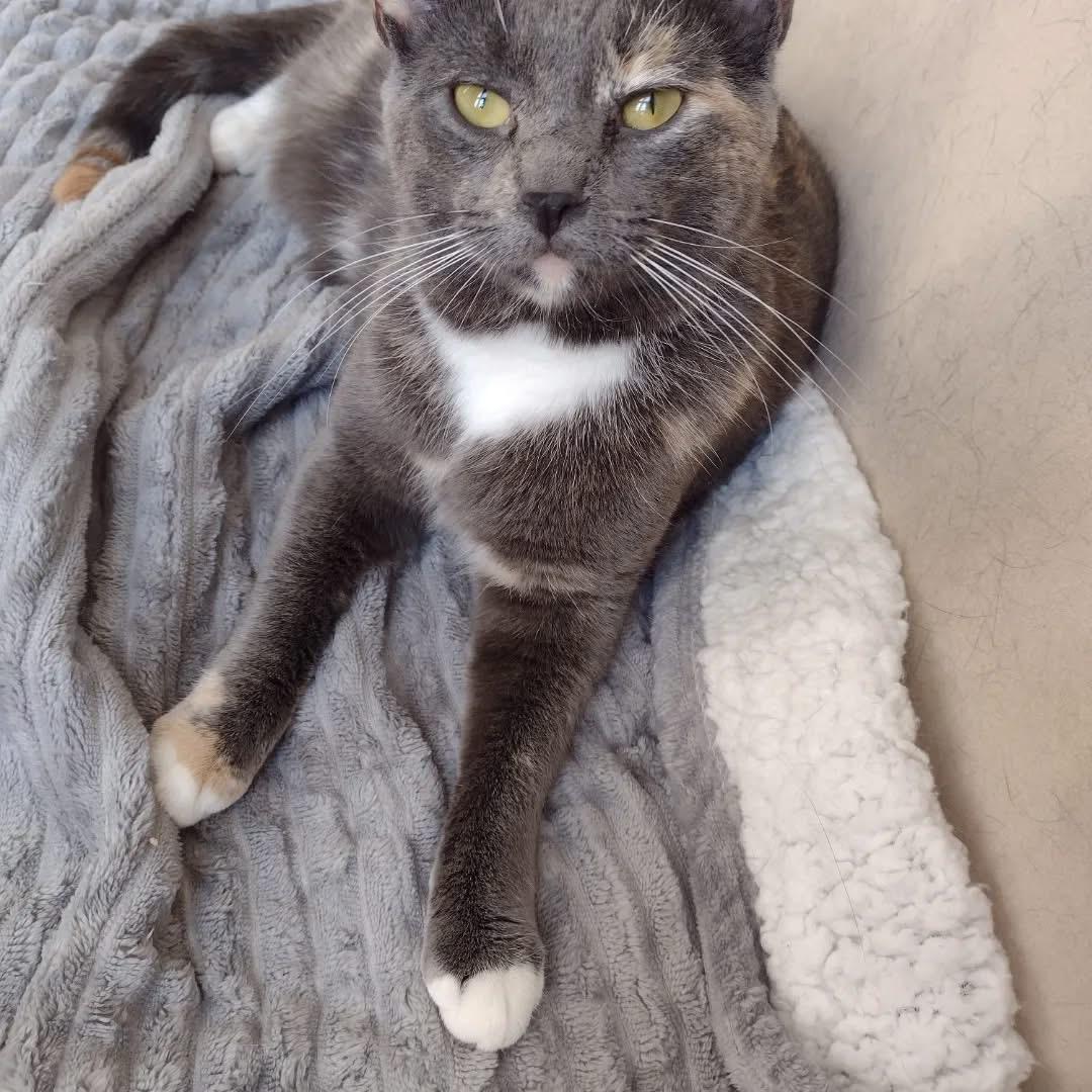 Enlarge Juliana, a Adopted Domestic Short Hair in Bridgewater, NJ image 1/5