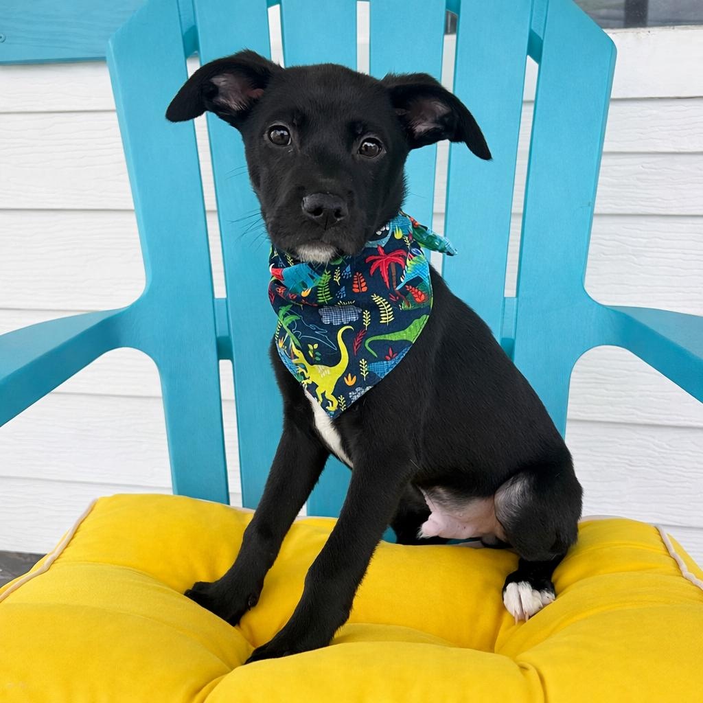 Enlarge Flint, a Adoptable mixed breed in Pensacola, FL image 5/5