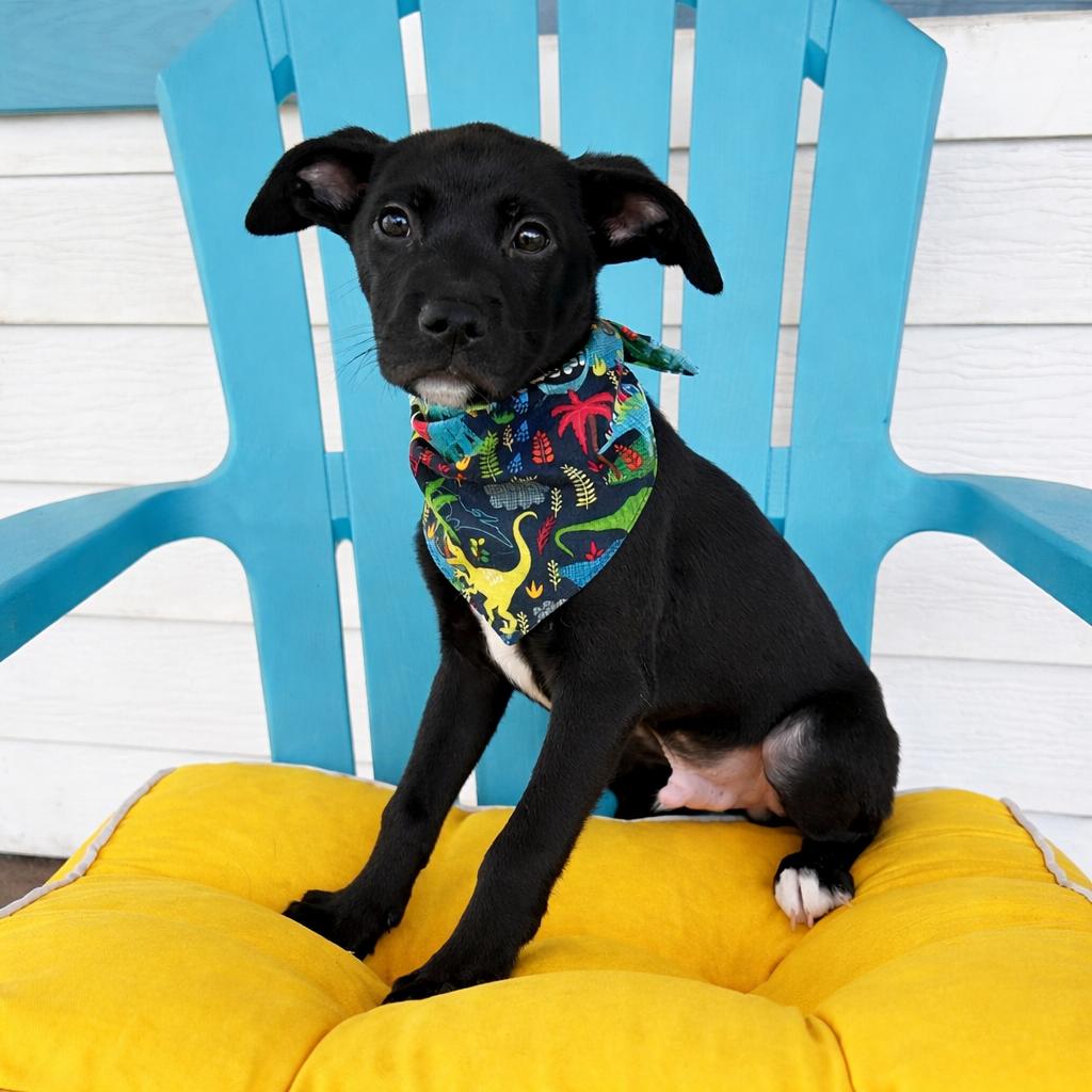 Enlarge Flint, a Adoptable mixed breed in Pensacola, FL image 4/5
