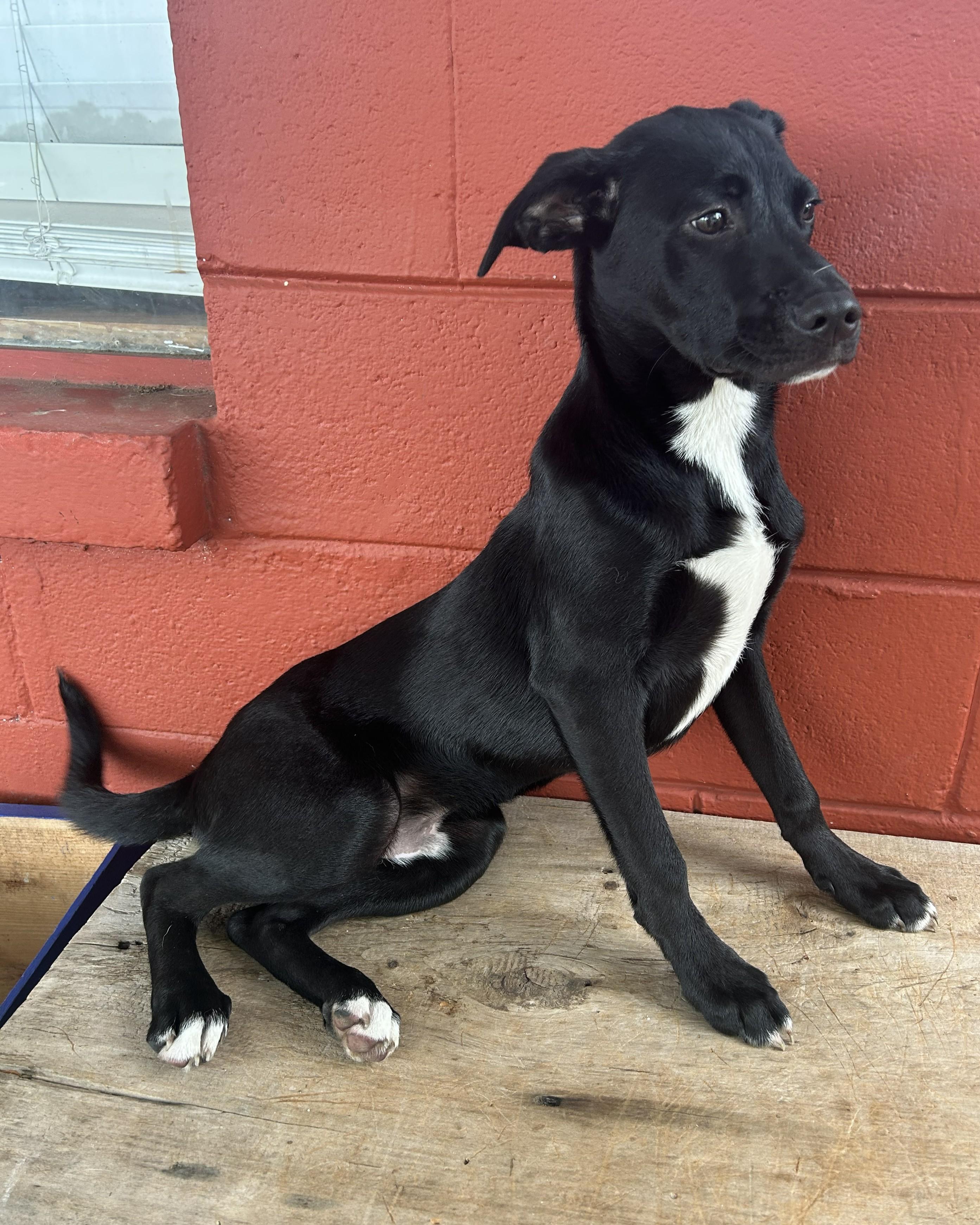 Enlarge Flint, a Adoptable mixed breed in Pensacola, FL image 2/5