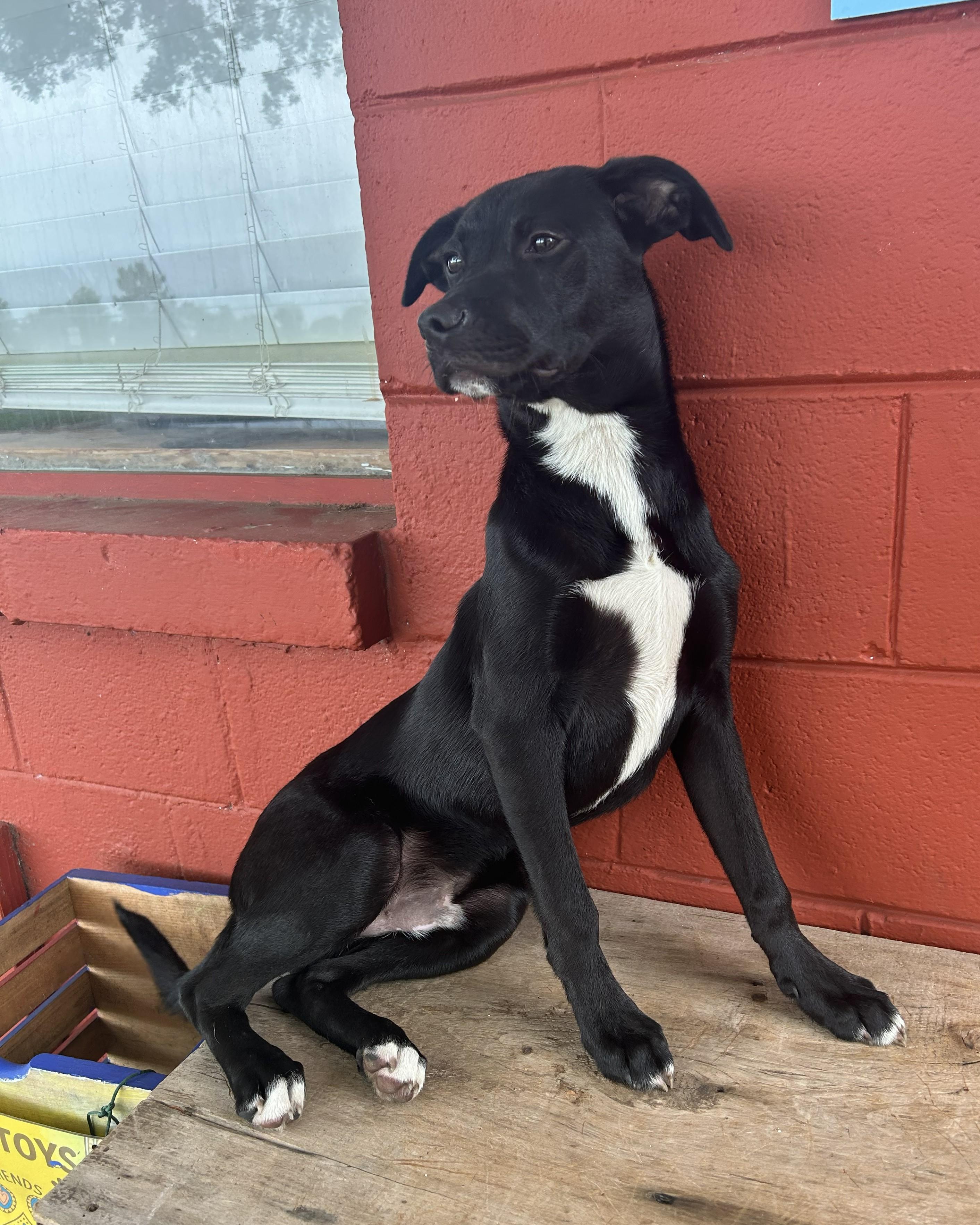 Enlarge Flint, a Adoptable mixed breed in Pensacola, FL image 3/5