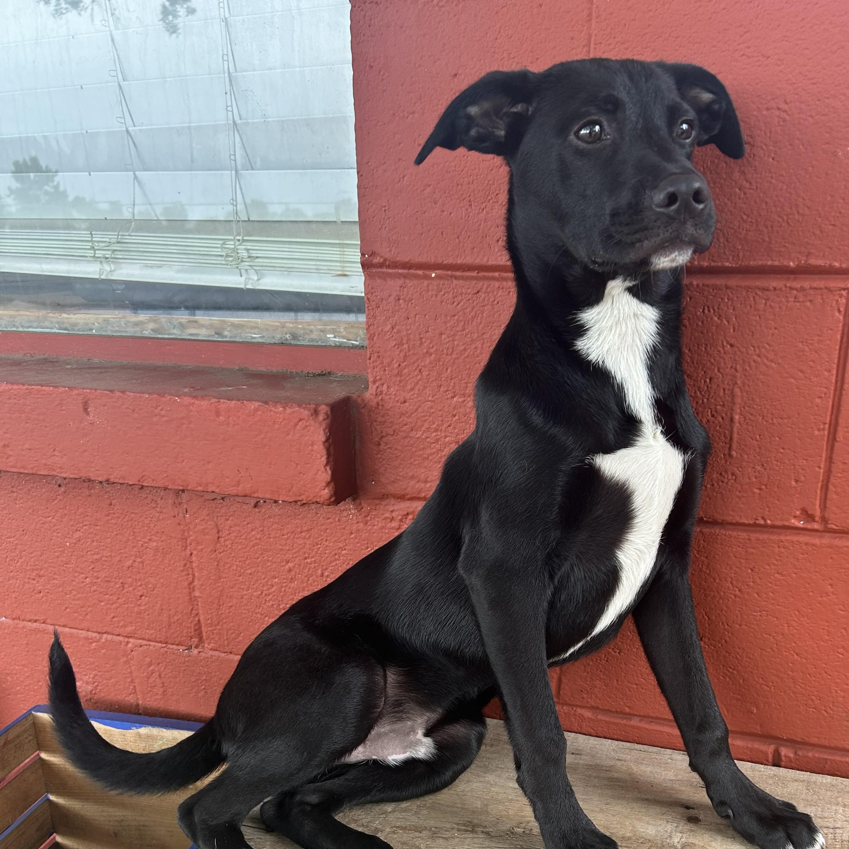 Flint, Adoptable, Puppy Male Labrador Retriever.
