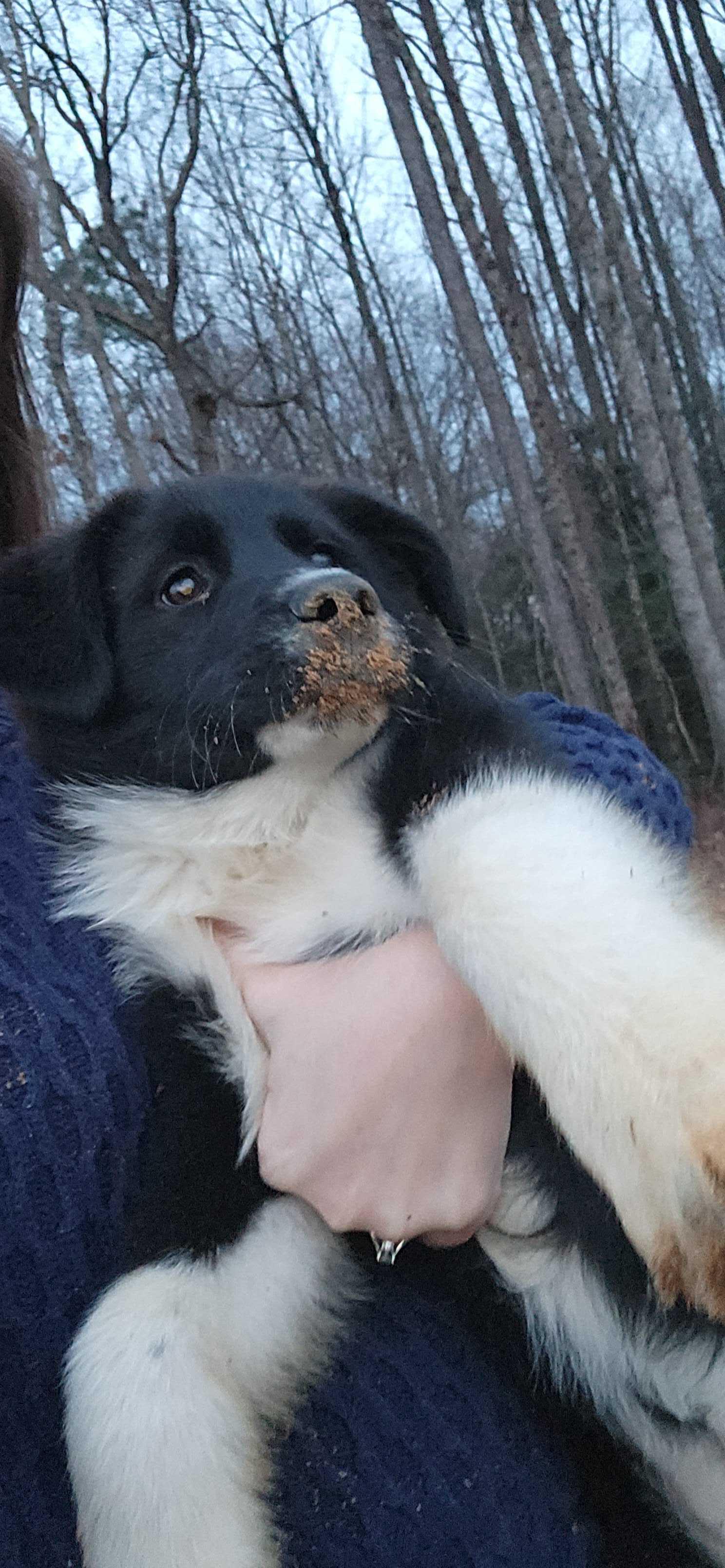 Enlarge STEVIE, a ADOPTABLE mixed breed in Fuquay Varina, NC image 3/5