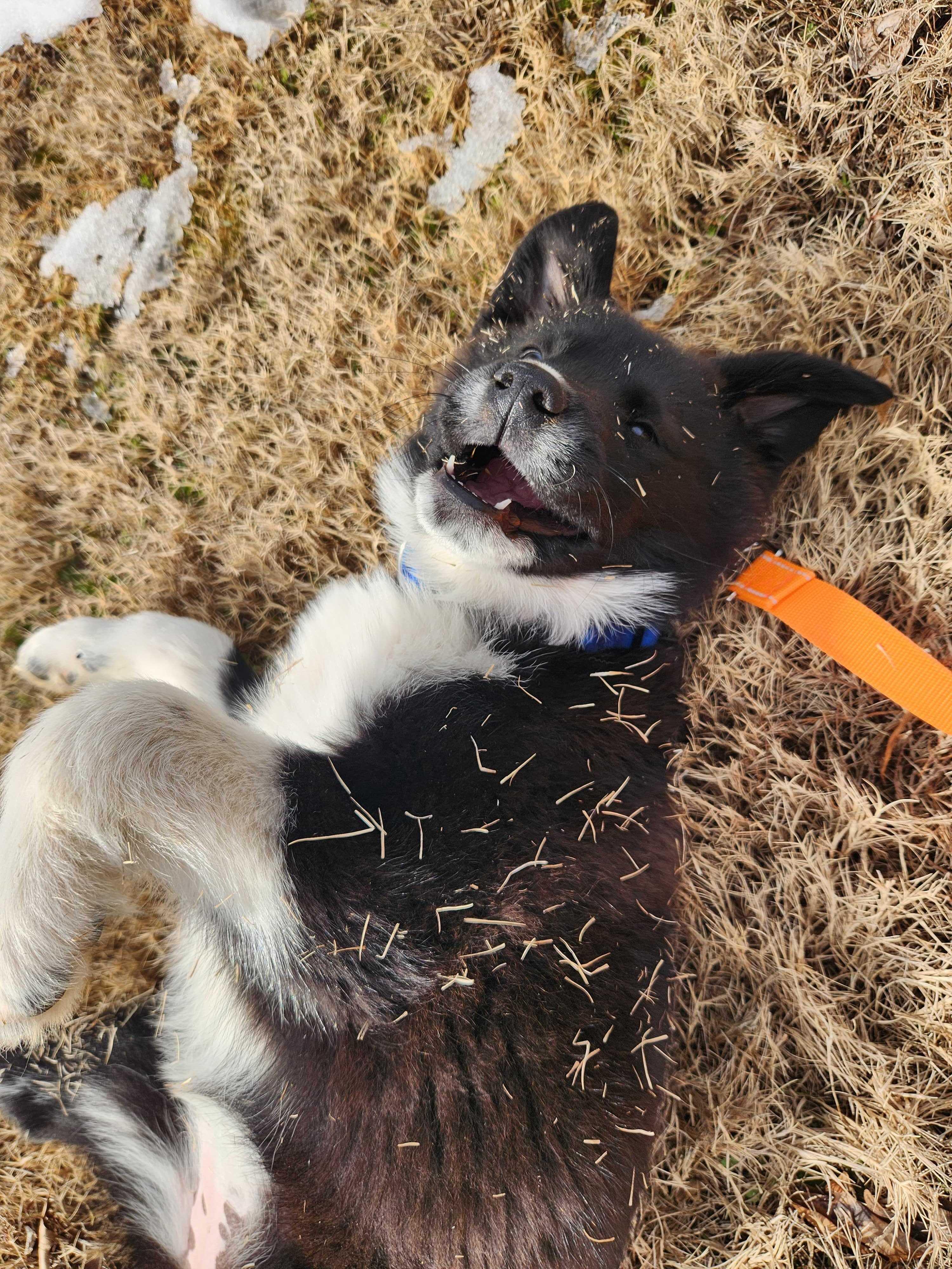 Enlarge STEVIE, a ADOPTABLE mixed breed in Fuquay Varina, NC image 2/5