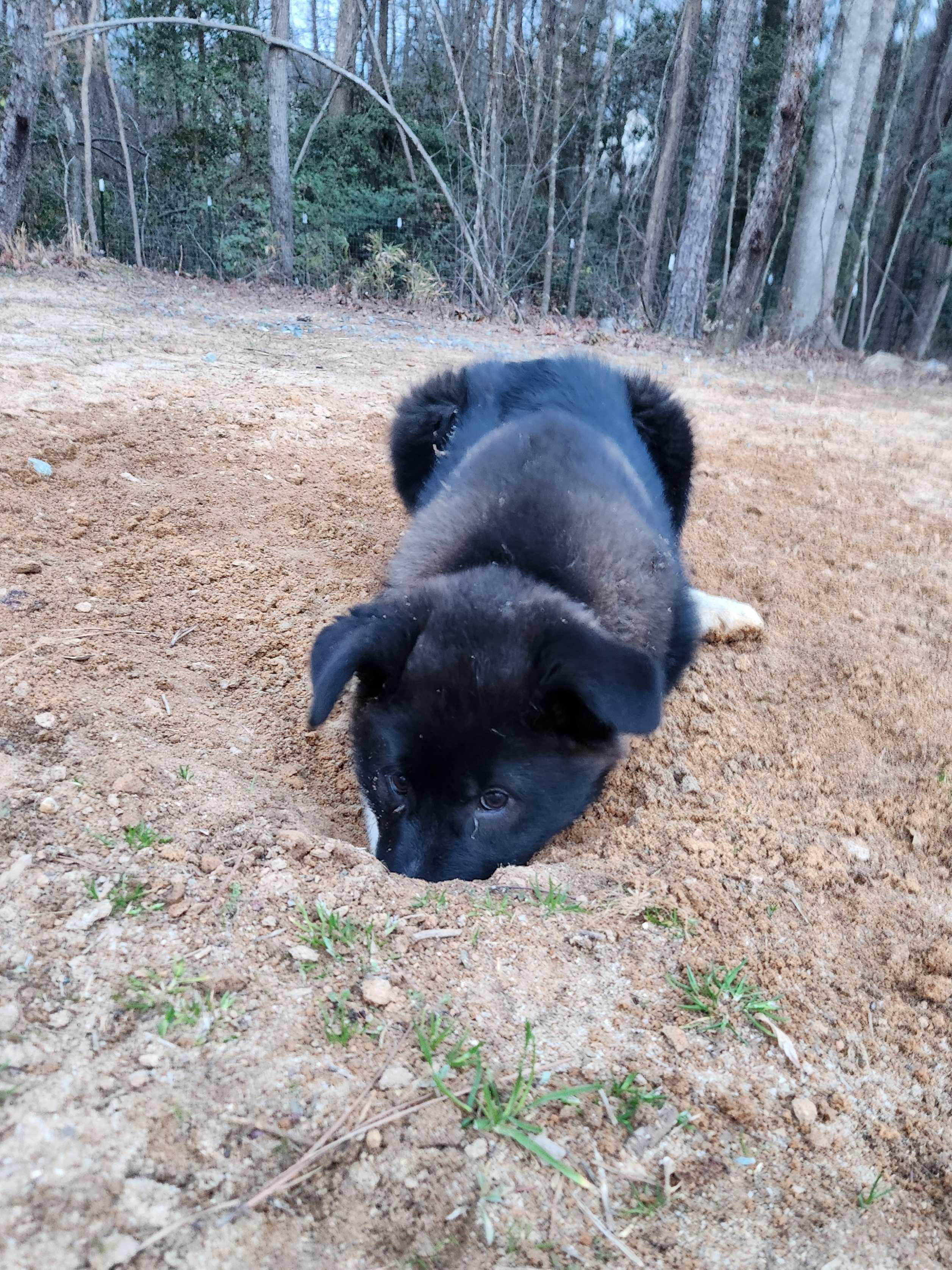 Enlarge STEVIE, a ADOPTABLE mixed breed in Fuquay Varina, NC image 4/5