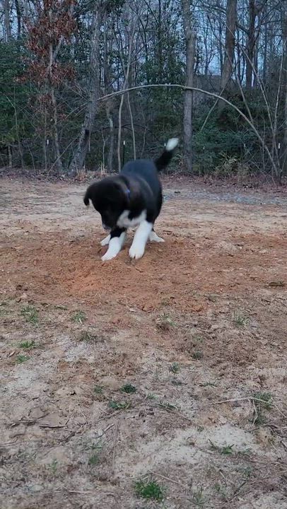 Enlarge STEVIE, a ADOPTABLE mixed breed in Fuquay Varina, NC video 5/5