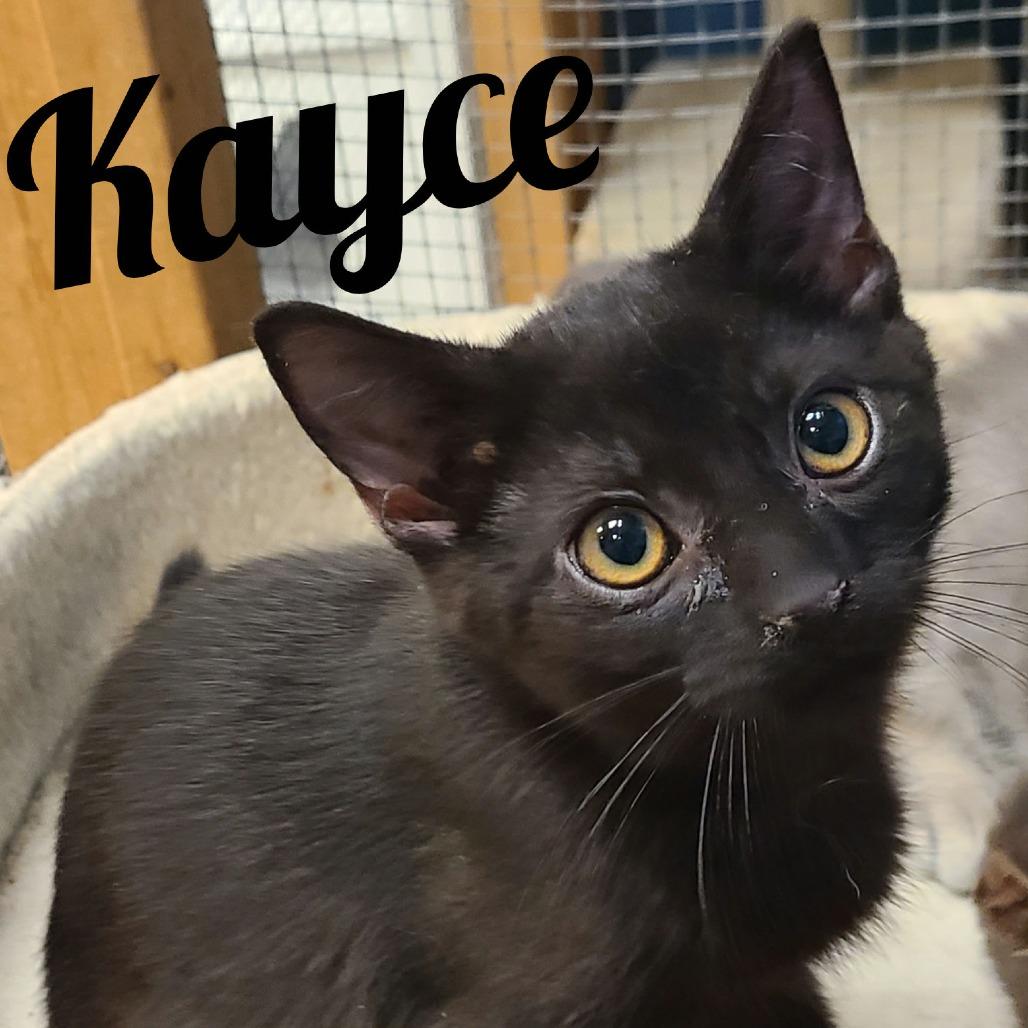 Kayce, Adoptable, Young Male Domestic Short Hair.