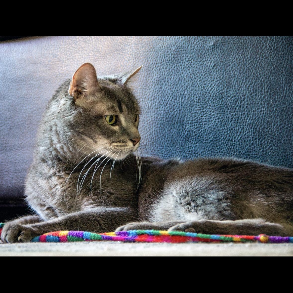 Enlarge Ace Xiong, a Adoptable Domestic Short Hair in Denver, CO image 3/6