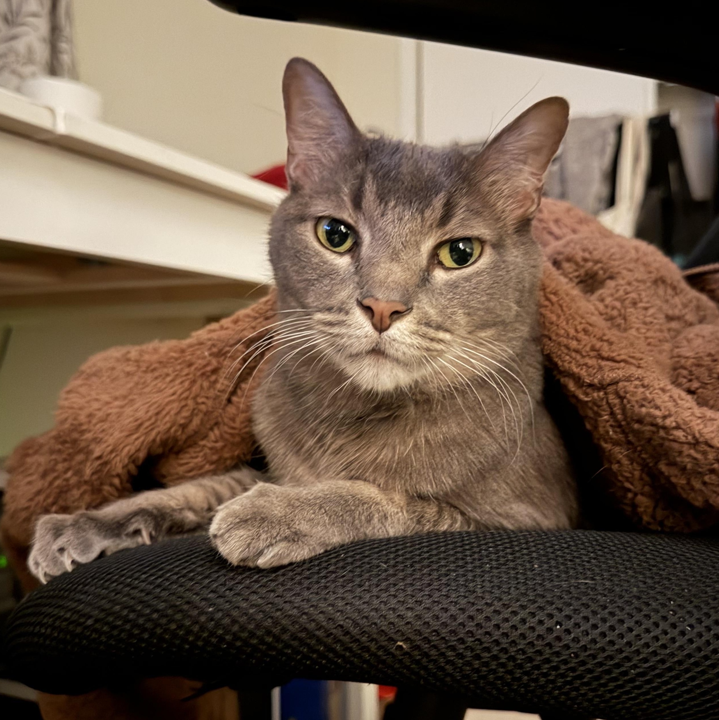 Ace Xiong, Adoptable, Senior Male Domestic Short Hair.