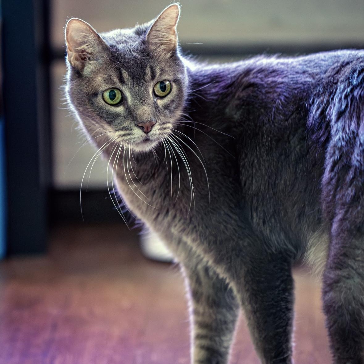 Enlarge Ace Xiong, a Adoptable Domestic Short Hair in Denver, CO image 4/6