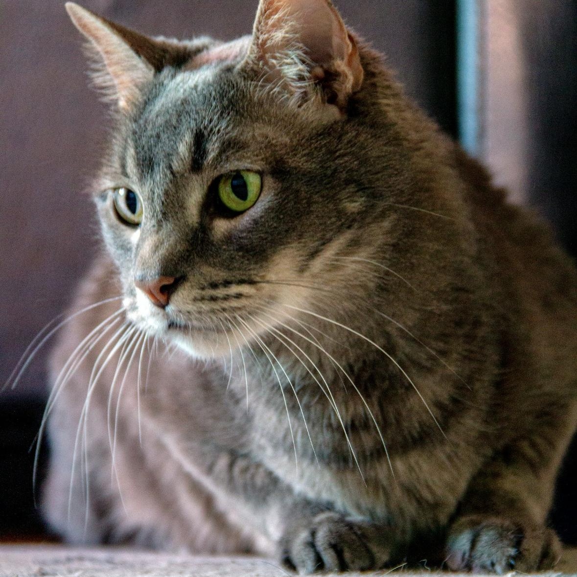 Enlarge Ace Xiong, a Adoptable Domestic Short Hair in Denver, CO image 5/6