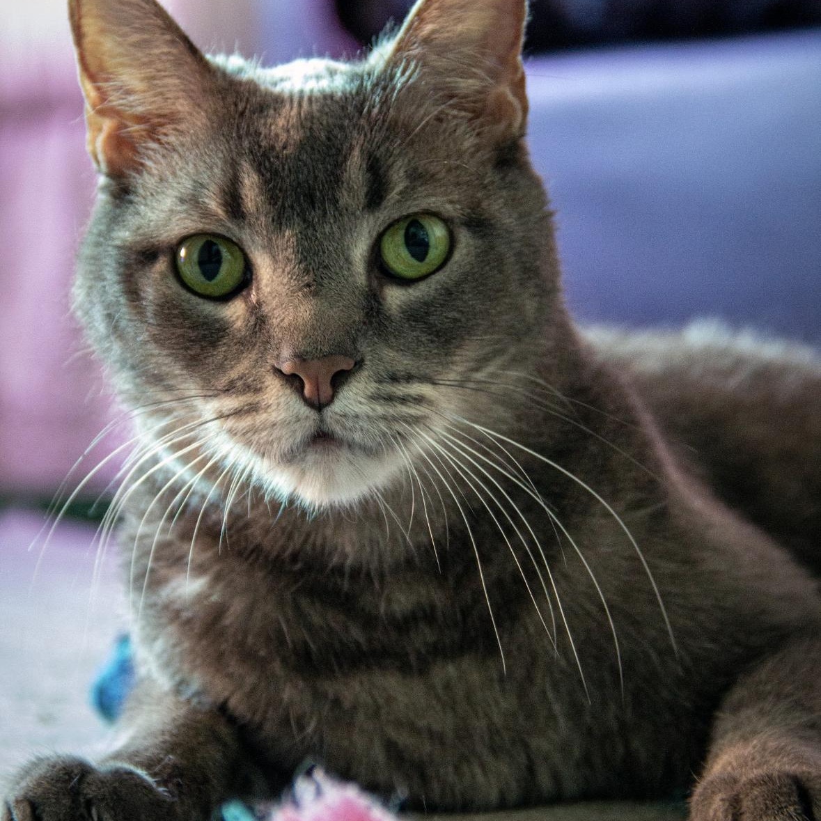 Enlarge Ace Xiong, a Adoptable Domestic Short Hair in Denver, CO image 2/6