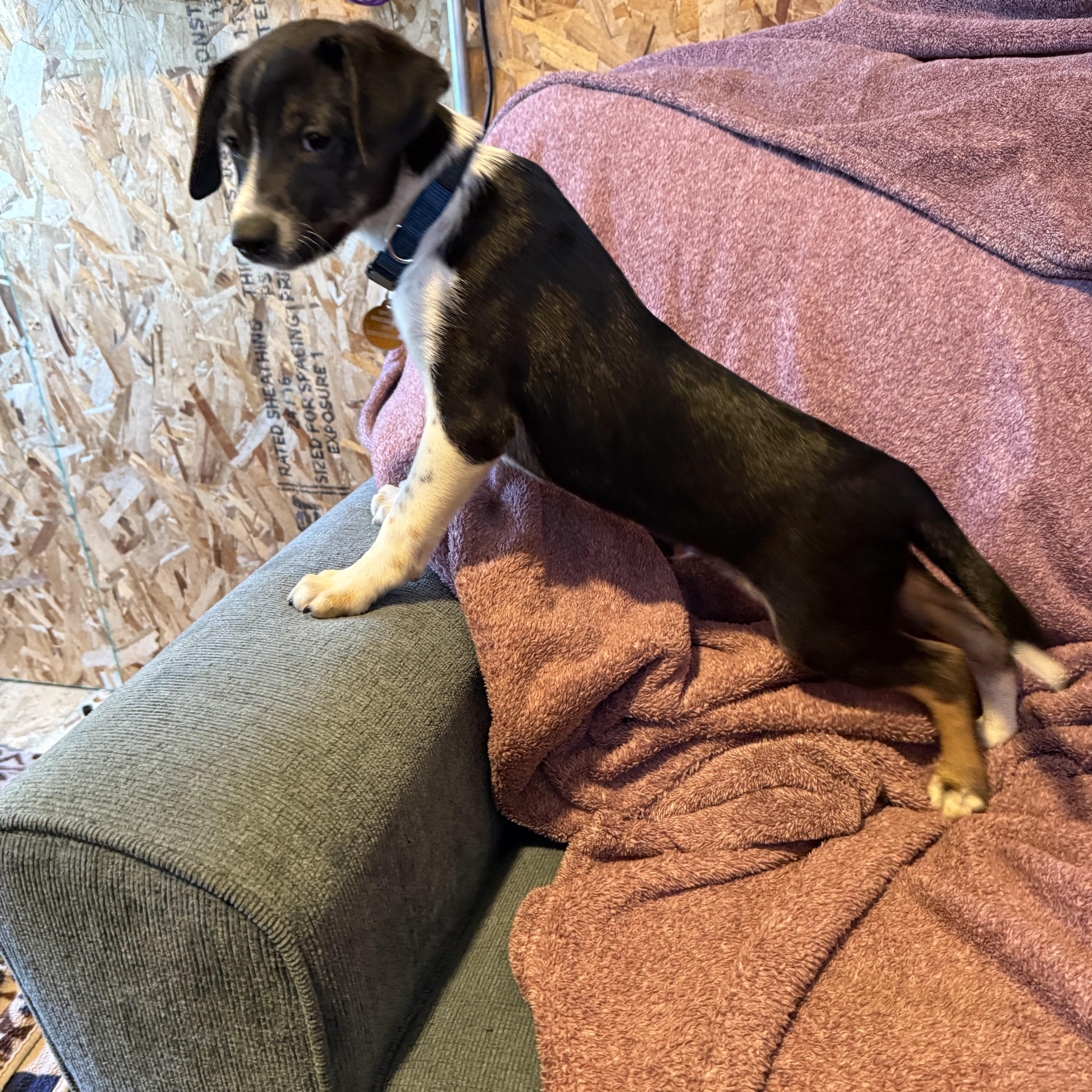 Enlarge Mator, a Adoptable mixed breed in Waukesha , WI image 2/6