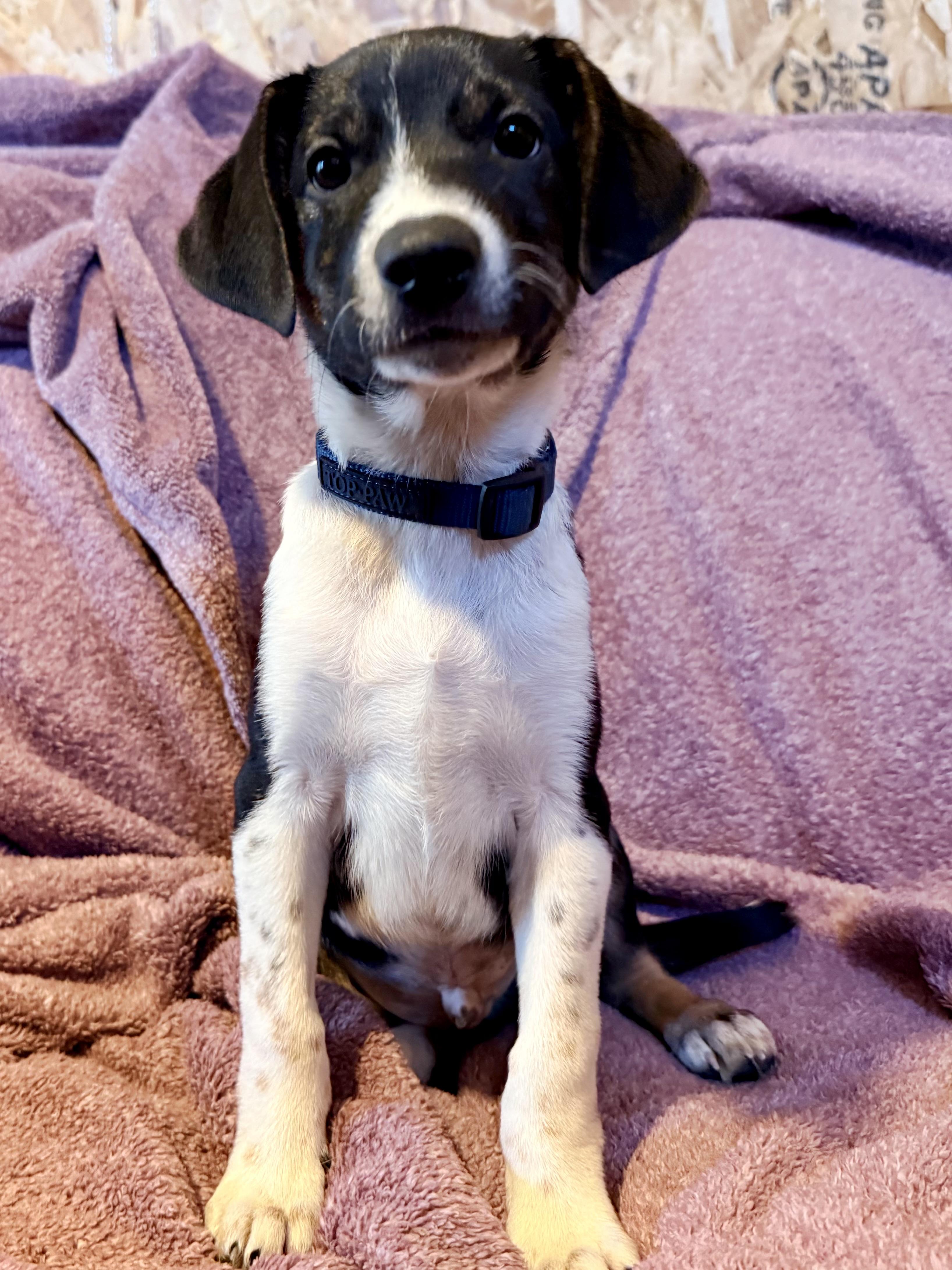 Enlarge Mator, a Adoptable mixed breed in Waukesha , WI image 5/6