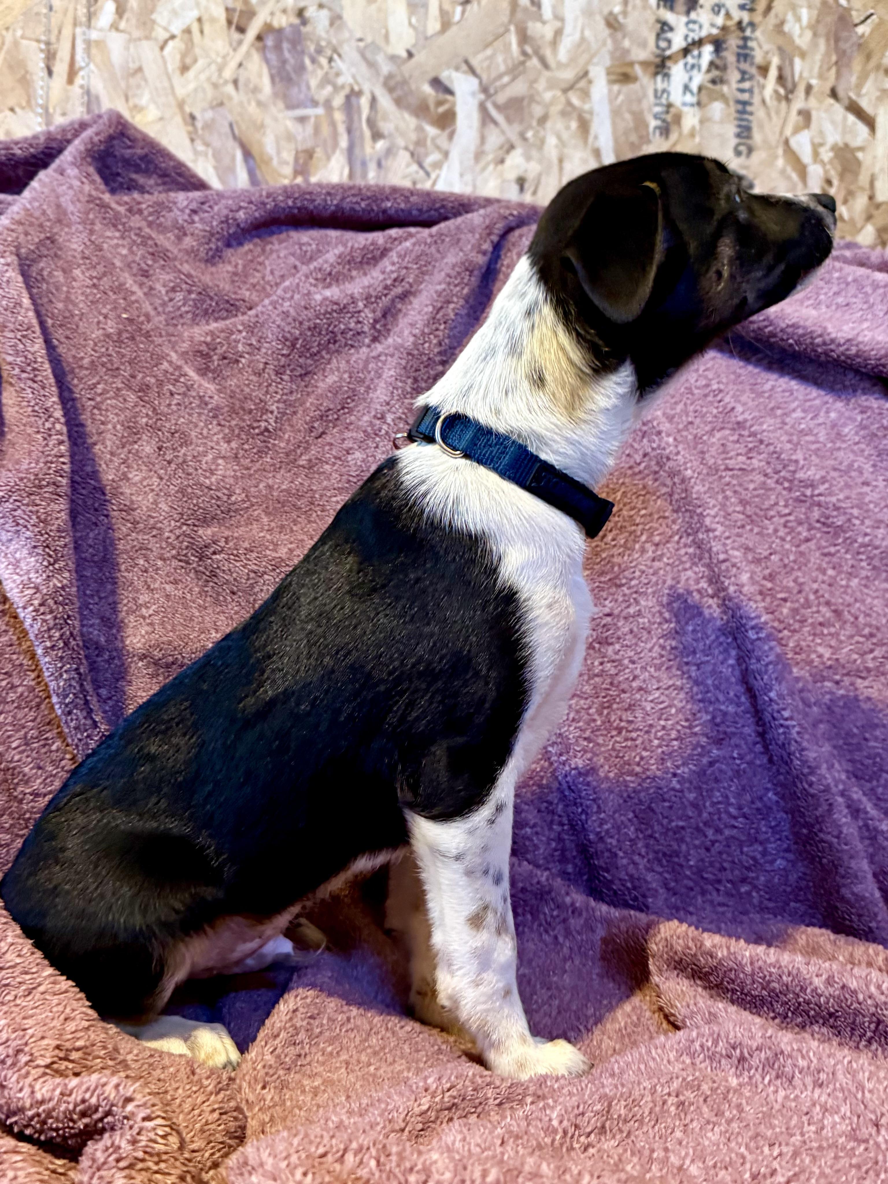 Enlarge Mator, a Adoptable mixed breed in Waukesha , WI image 4/6