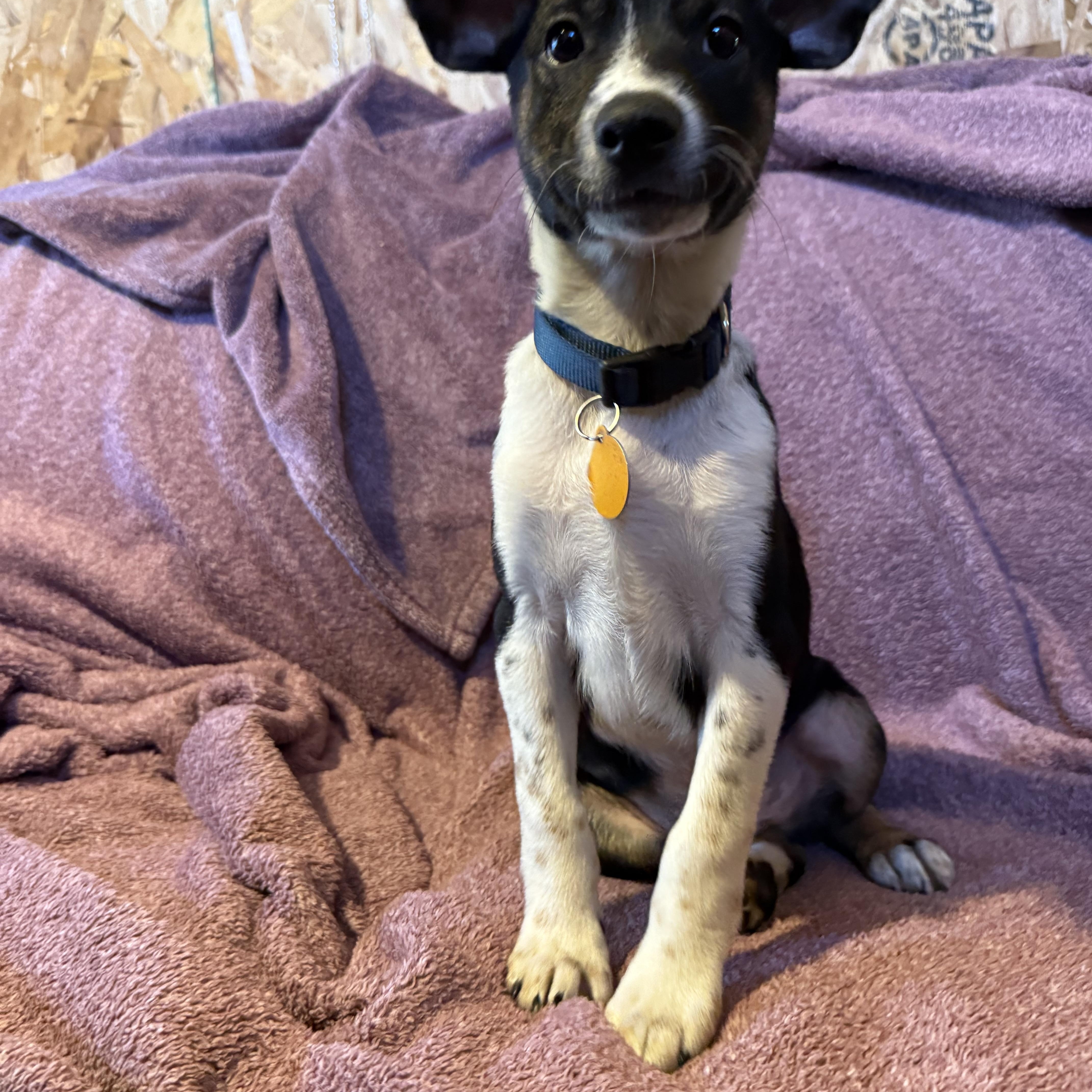 Enlarge Mator, a Adoptable mixed breed in Waukesha , WI image 3/6
