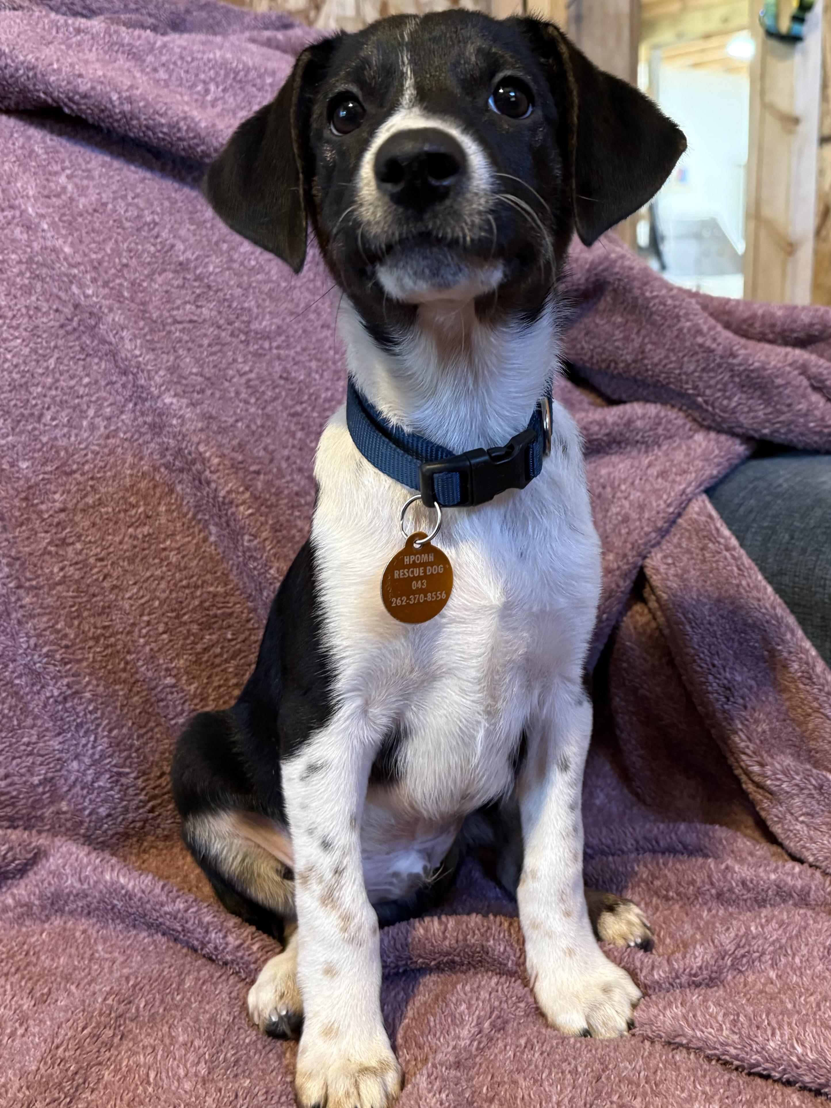 Enlarge Mator, a Adoptable mixed breed in Waukesha , WI image 1/6