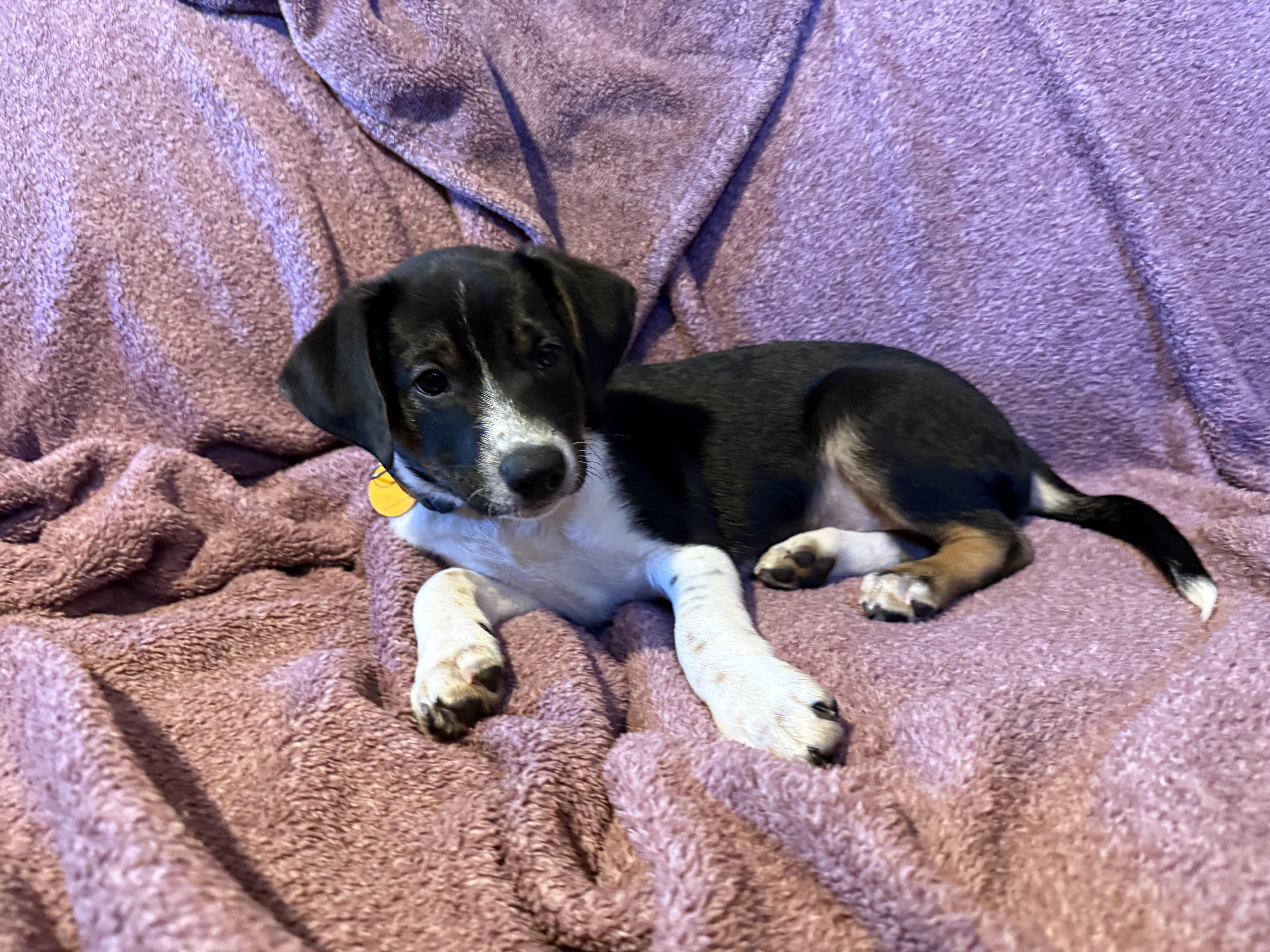 Enlarge Mator, a Adoptable mixed breed in Waukesha , WI image 6/6