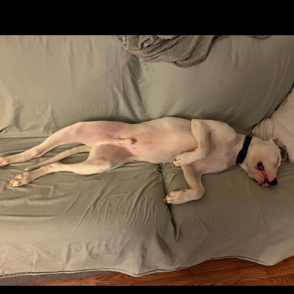 Enlarge Ghost A2239144, a Adoptable Pit Bull Terrier in Mission Hills, CA image 2/6