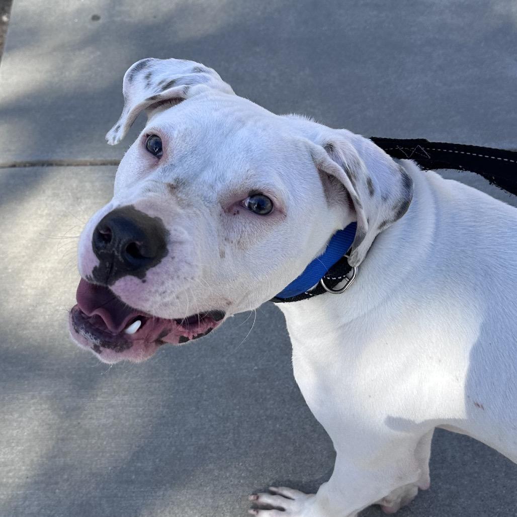 Enlarge Ghost A2239144, a Adoptable Pit Bull Terrier in Mission Hills, CA image 3/6