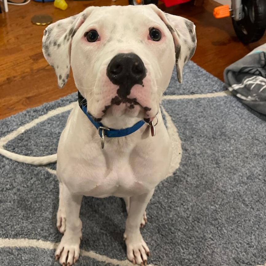 Enlarge Ghost A2239144, a Adoptable Pit Bull Terrier in Mission Hills, CA image 5/6