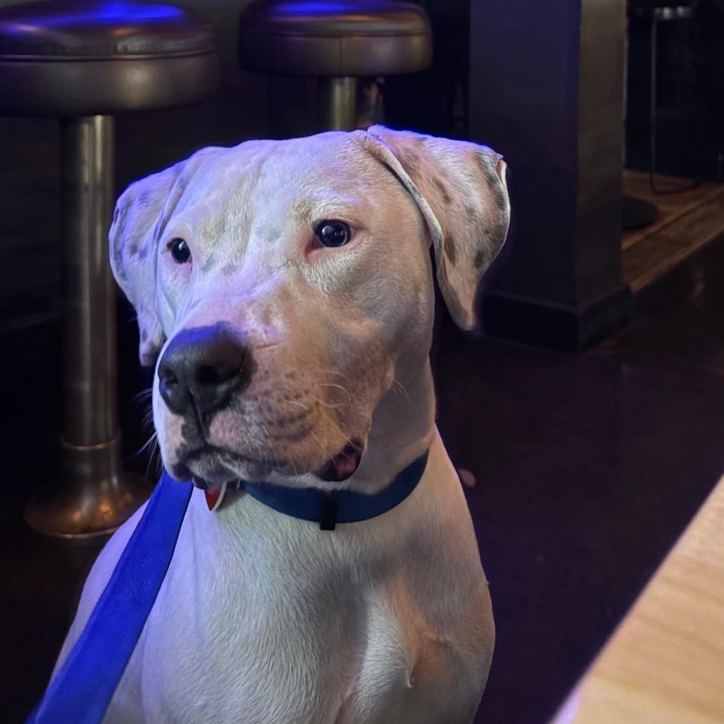 Enlarge Ghost A2239144, a Adoptable Pit Bull Terrier in Mission Hills, CA image 6/6