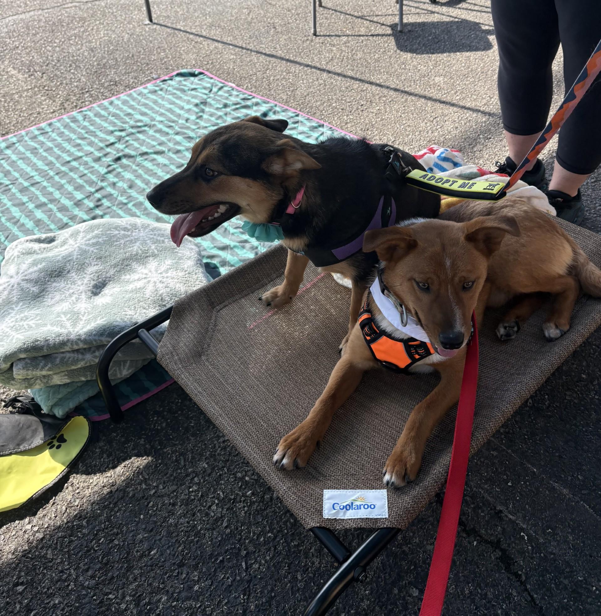 Enlarge Violet, a ADOPTABLE mixed breed in Ashland, VA image 6/6