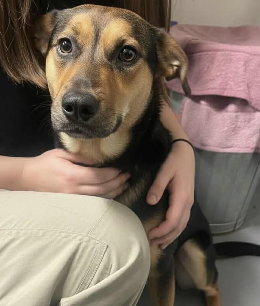 Enlarge Violet, a ADOPTABLE mixed breed in Ashland, VA image 3/6