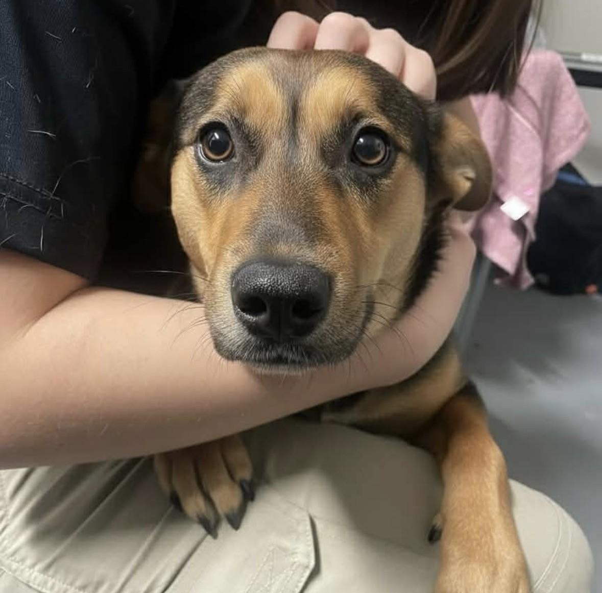 Enlarge Violet, a ADOPTABLE mixed breed in Ashland, VA image 2/6