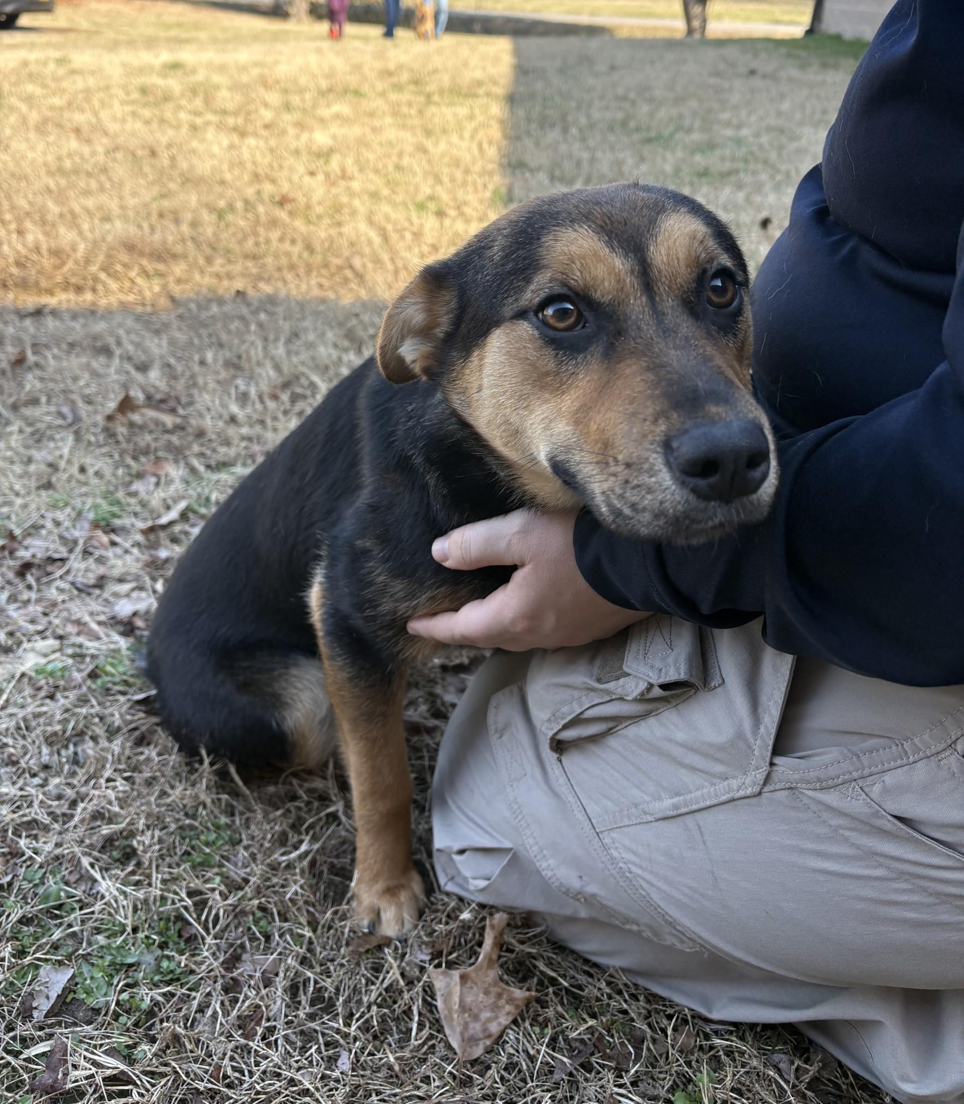 Violet, ADOPTABLE, Puppy Female Cattle Dog & Shepherd.