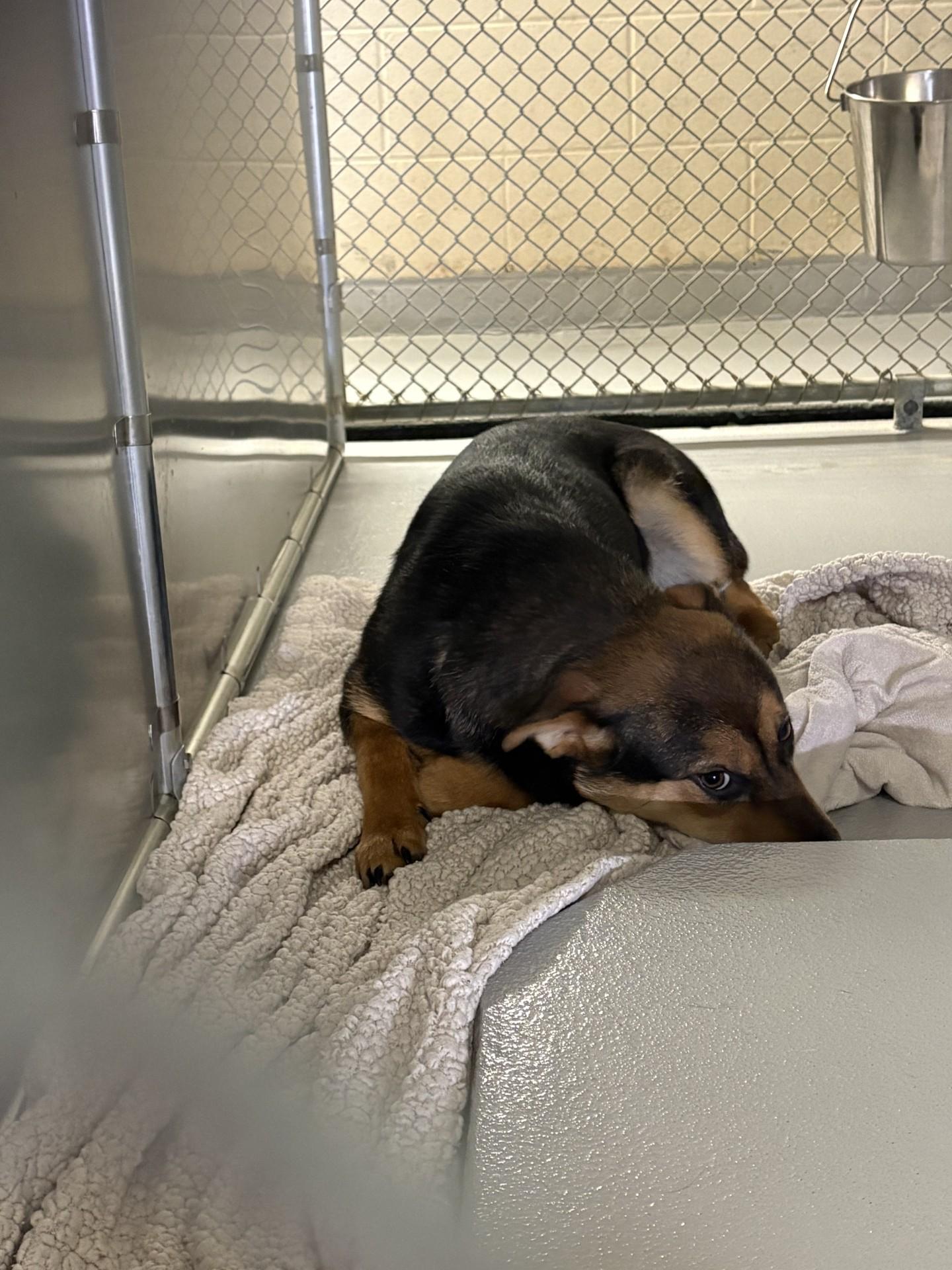 Enlarge Violet, a ADOPTABLE mixed breed in Ashland, VA image 4/6