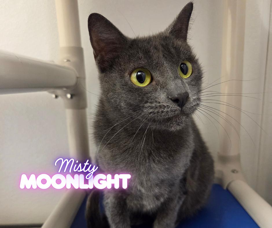 Misty Moonlight, ADOPTABLE, Young Female Domestic Short Hair & Russian Blue.