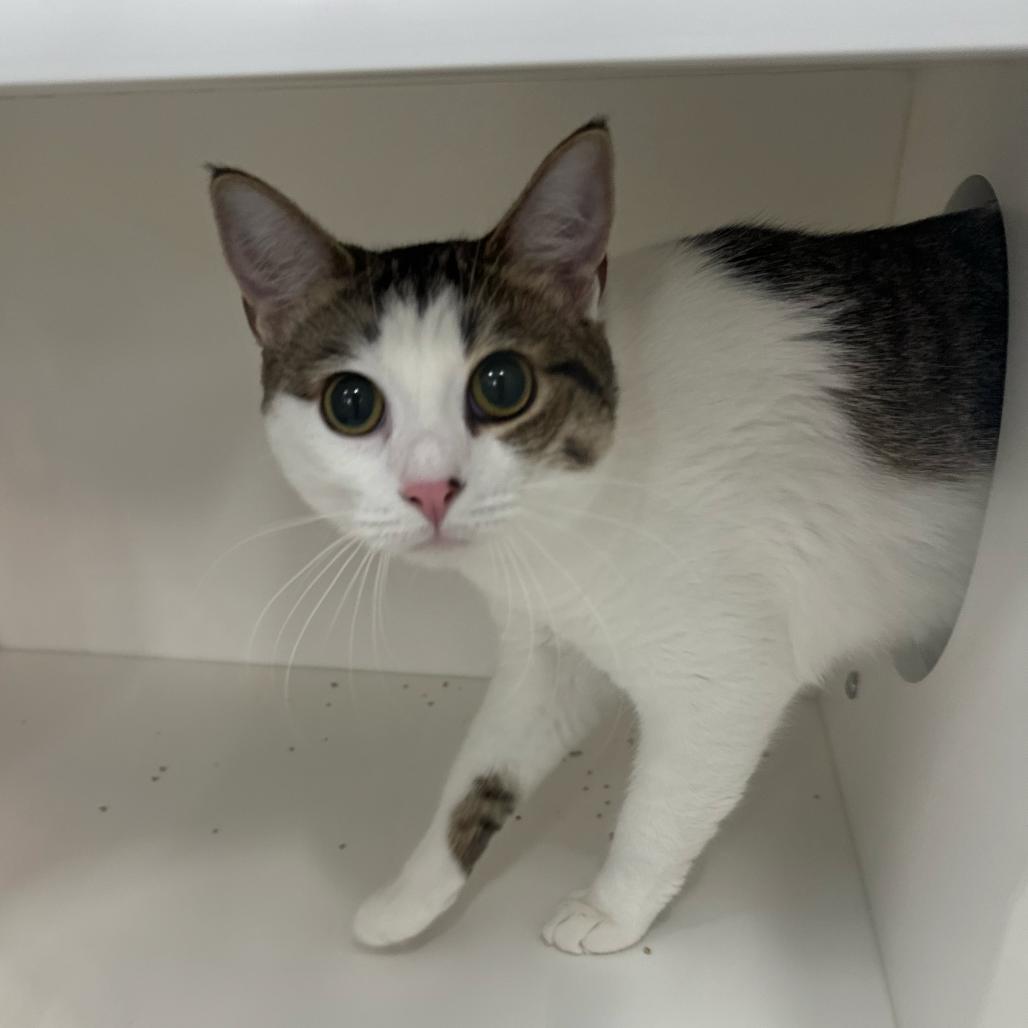 Gracie, Adoptable, Young Female Domestic Short Hair.