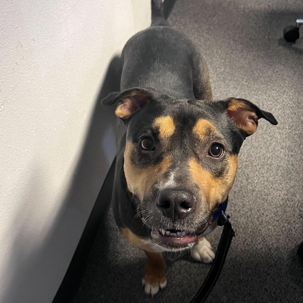 Ice Cream, Adoptable, Adult Female American Staffordshire Terrier.