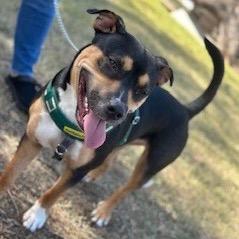 Enlarge Ice Cream, a Adoptable American Staffordshire Terrier in Waco, TX image 1/2