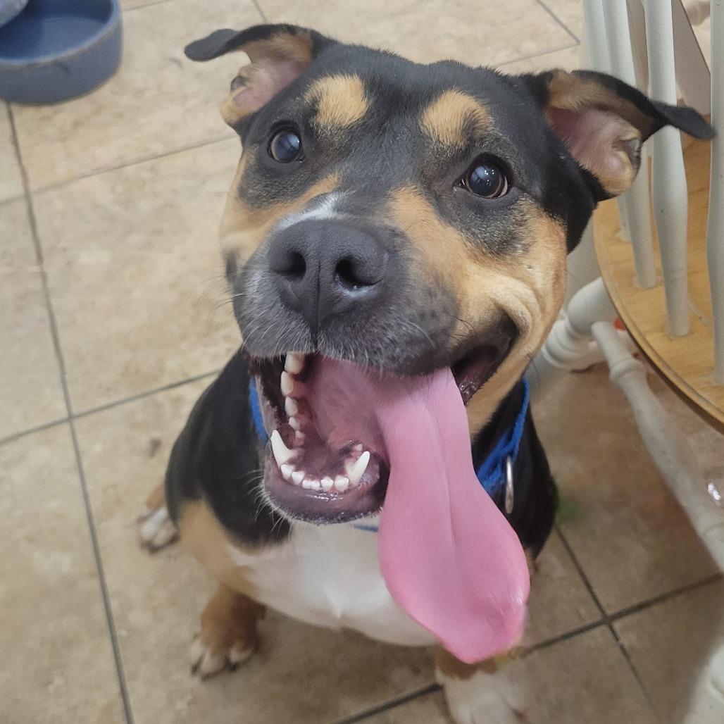 Enlarge Ice Cream, a Adoptable American Staffordshire Terrier in Waco, TX image 3/4