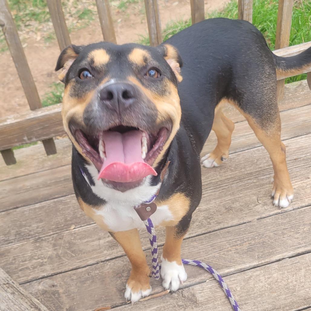 Enlarge Ice Cream, a Adoptable American Staffordshire Terrier in Waco, TX image 2/2