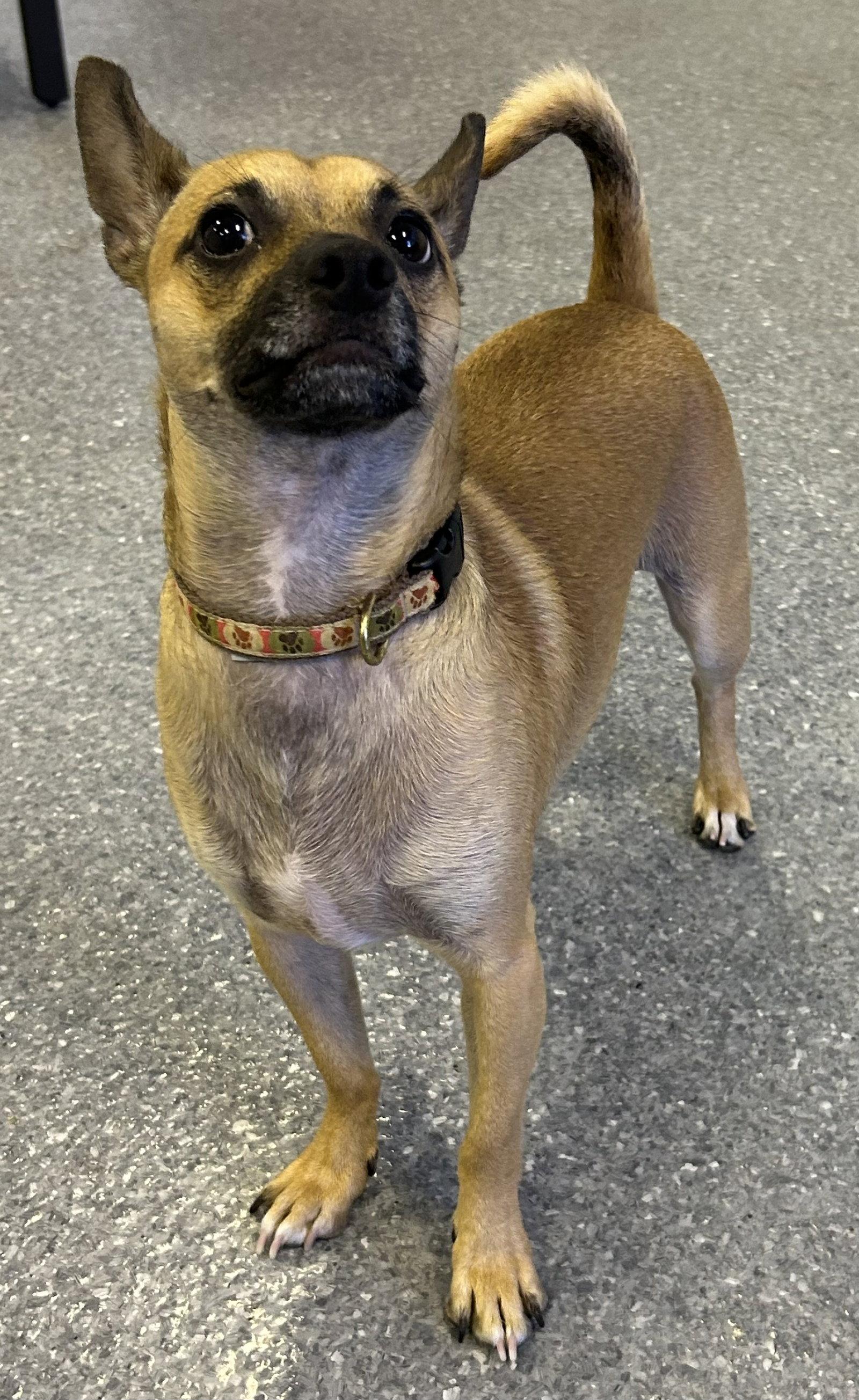 Baxter, Adoptable, Young Male Terrier.