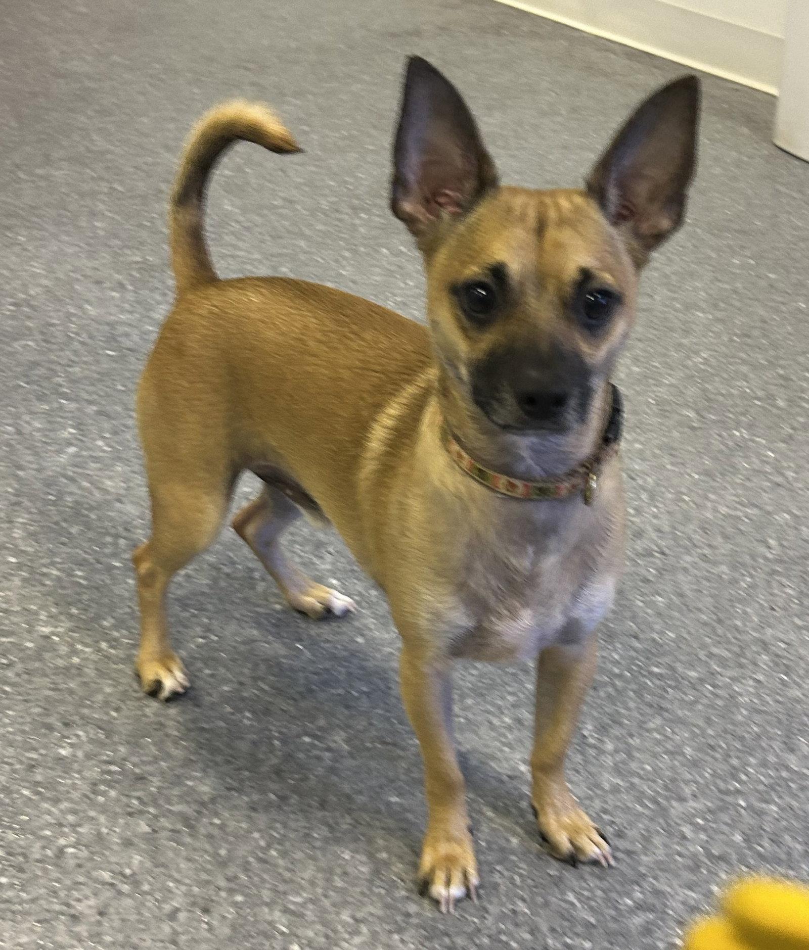 Enlarge Baxter, a Adoptable Terrier in Steeleville, IL image 2/3