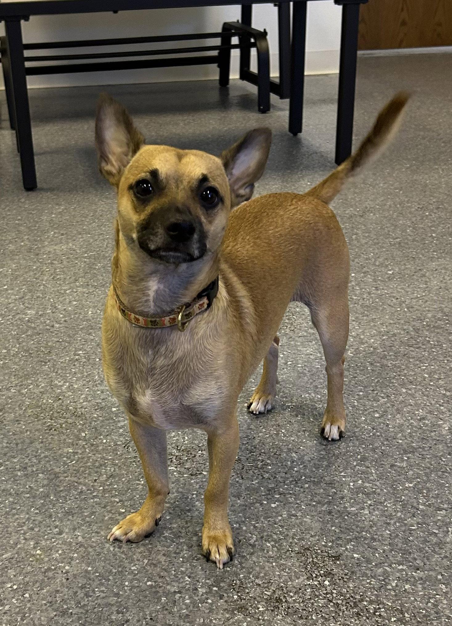 Enlarge Baxter, a Adoptable Terrier in Steeleville, IL image 3/3