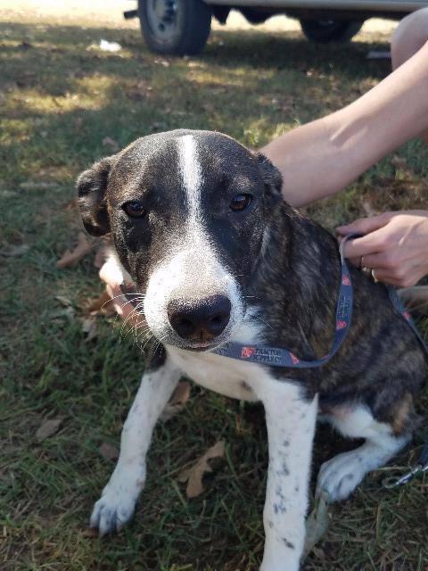 Anari, a Adoptable mixed breed in Williston, VT image 1/4