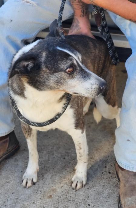 Anari, a Adoptable mixed breed in Enfield , CT image 1/3