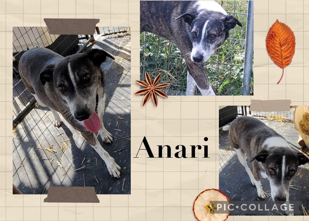 Anari, a Adoptable mixed breed in Williston, VT image 2/4