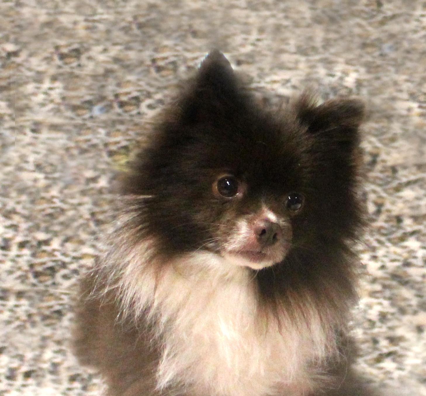 Enlarge YOSHI, an adopted Pomeranian in Floral City, FL image 6/6