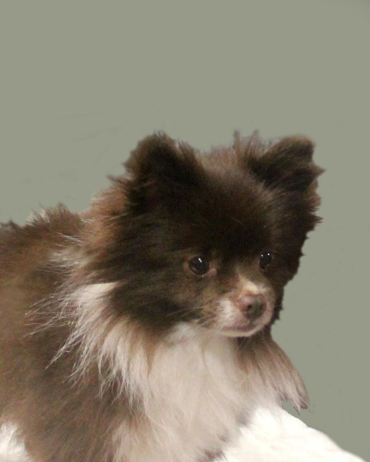 YOSHI, adopted, Adult Male Pomeranian.
